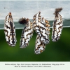 melitaea didyma pupa1 talgi1